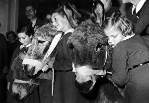 School children save a donkey by raising £60 so they can go to a retirement farm