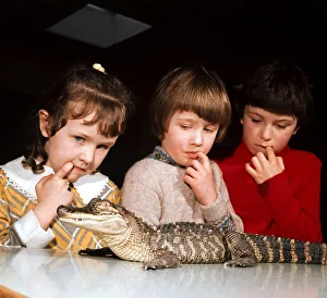 Reptiles Prints: School children studying a baby alligator in a zoology lesson at Bent Primary School in