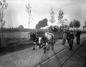 Cattle Prints: Schooneraende, Belgian refugees driving bullock wagon fleeing the advancing German army