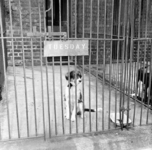 Shelter Prints: Scruffy, winner of the Dog of the Year, in his cage at Manchester & District Home for