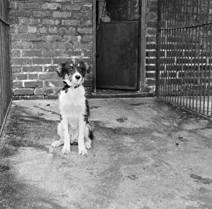 Shelter Prints: Scruffy, winner of the Dog of the Year, in his cage at Manchester & District Home for