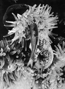 Underwater Prints: A Sea Anemone tentacles close over its prey which is drawn down into to sac of a stomach