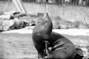 Seals Prints: A sea lion in his enclosure at London Zoo February 1975 75-01007-013