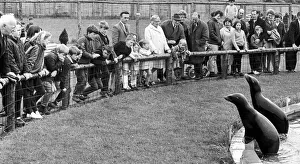 The sea lions at Coventry Zoo attracted large crowds over the Whitsun bank holiday