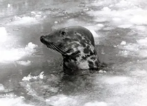 00202 Prints: Seal swimming in ice due to cold weather at London zoo January 1982 Animal
