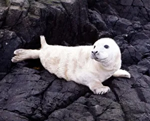 Rocks Prints: Seals on the Farne Island off the Northumberland coast in Northern England November 1972