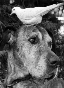 00056 Prints: Sean the 9-year-old Great, Dane is always getting the bird down at the Gatwick Garden