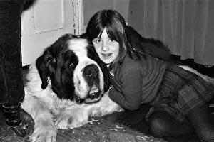 Images Dated 29th March 1976: Sebastian the St Bernard that got lost and changed hands three times