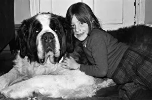 Images Dated 29th March 1976: Sebastian the St Bernard that got lost and changed hands three times