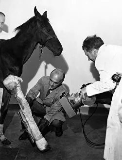 Doctors Prints: For the second time in his life, this througbred foal the research station has nicknamed