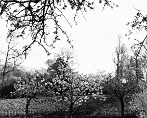 01002 Prints: Sefton Park Palm House, Liverpool, 27th April 1972