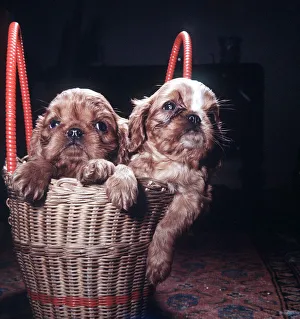 Wicker Prints: Seven week old King Charles Spaniel pups at the BUAV Kennels at Edgware