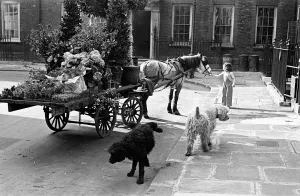 Trader Prints: In the shadow of Big Ben feature may 1948 Florists horse and cart in Cowley Street