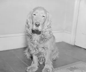 Shandy the golden haired cocker spaniel who was transferred to a new master this week