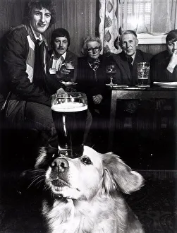 Shani labrador cross bitch balancing a pint of beer on her nose at the Crown & Anchor pub