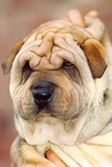 00006 Collection: A Shar-Pei puppy, what a beautiful face