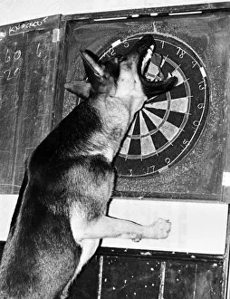 Sheba the Alsatian - the mixed-up dog who seems to think shes a retriever