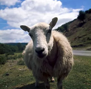 A sheep on the hills near Radnorshire in Wales looking in to the camera April