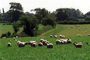 Sheep are pictured in a field in Broadfield Farm in Tetbury owned by Prince Charles