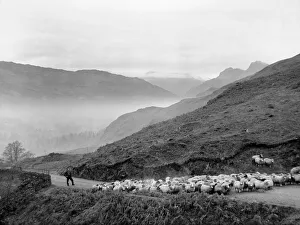 Sheep being rounded up on the Red Bank Road in Westmorland as the evening mist gathers