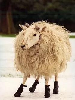 00175 Collection: A sheep wearing its winter boots