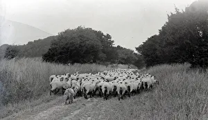 Sheep at Whitsbury, Hampshire August 1928 Alf 178