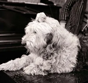Chicks Prints: Sheepdog with chicks Dogs dog baby babies bird birds Animal friendship