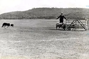 Sheepdog Prints: Sheepdog trails - The working trials of the International Sheep Dog Society commenced