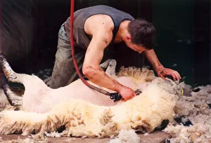 00175 Prints: A Sheepshearer hard at work removing all the wool neatly from the sheep