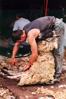 A Sheepshearer hard at work removing all the wool neatly from the sheep