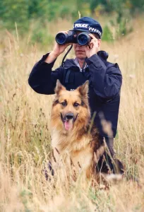 Alsatian Prints: Shep the police dog enjoying the dog handling training school at Northumbria Police