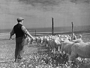 01445 Collection: Shepherd Tom Goodban with his sheep. Dover, Kent. Picture taken 1st