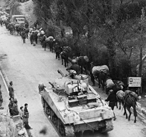 01456 Prints: Sherman tank overtakes Italian Pack Mule company moving up through Legare Italy