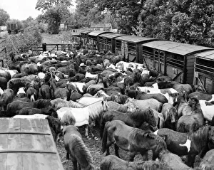 Ponies Prints: These Shetland ponies at Wollsingtham leave the station to graze in the fields until they