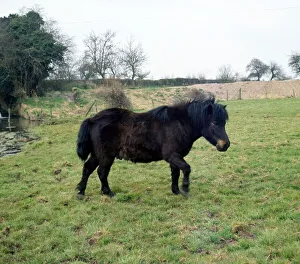 Ponies Prints: A Shetland Pony in the fields 1968 animal animals horse horses black