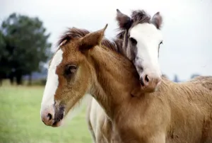 Two shire foals given the names Andy and Fergie by their owners Shirley