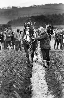 Plough Prints: This Shire horse with its brasses on is showing it can plough a straight furrow