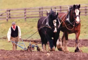 Core53 Prints: Shire horses Duke (black) and Sam, ploughing in the Old Manor at Beamish Open Museum