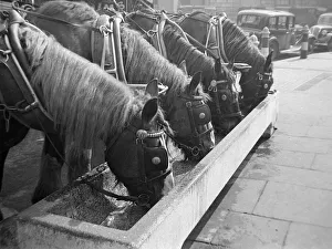 Shire horses from Youngs Brewery take a drink from a water trough in Central London
