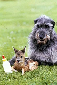 Deer Prints: Shona the deerhound with Roro the Roe Deer - July 1989 Animals Dogs Dog