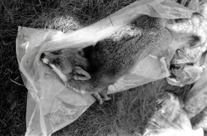 The shoot at Camberley, Surrey, started early today to exterminate all wild life