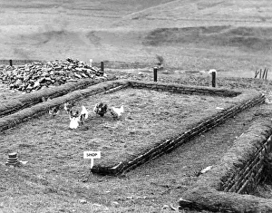 The shop at the Roman fort of Housesteads, Northumberland makes an excellent feeding