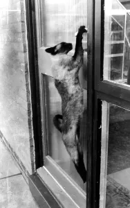 Door Prints: Siamese cat attempt to open front door of house with paws circa 1993