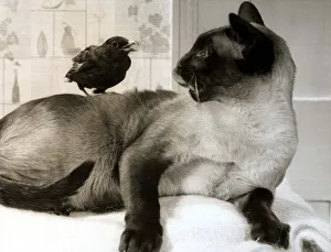 A Siamese cat and blackbird living together in harmony March 1969 1