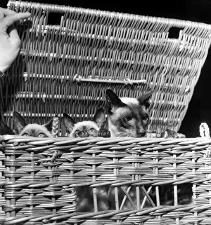 00010 Prints: Siamese cats at festival of cats show at Royal Horticultive Hall. July 1952 C3812