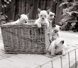 Felines Prints: Siamese kittens playing in a basket circa 1960s cat cats animal animals pets cute