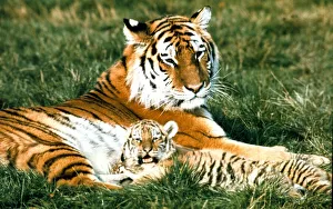 00159 Prints: Siberian Tiger with cub at Marwell Zoo Park near Winchester, Hants November 1975