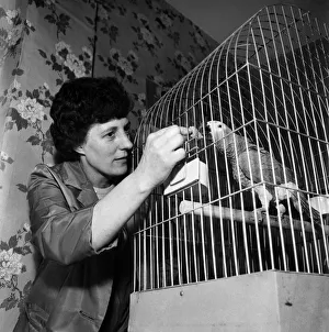 Sid - the African grey parrot. December 1969 Z11857-002
