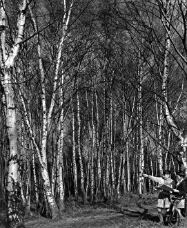 Forest Prints: Silver Birch trees at Stanmore, Near. Watford. This Wood is considered to be one of