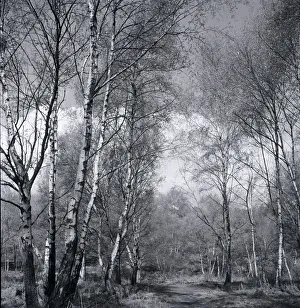 Forest Prints: Silver birch wood scene at Stanmore Common Weather seasons Country Scene